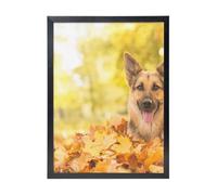 YXDVPALNE Maple German Shepherd Dog, Wall Art Prints Black Frame Decorative Painting Wall Hanging For Home 30 x 40 cm