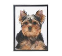 YXDVPALNE Yorkshire Terrier Lies On White, Wall Art Prints Black Frame Decorative Painting Wall Hanging For Home 30 x 40 cm