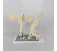 YXHGNNS Human Body Bending Weight Lifting Spine Force Demonstration Model, Lumbar Spine Protection Model, Correct Posture for Waist And Lumbar Protection During Fitness
