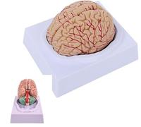 YXHXWKJ 1:1Brain Arterial Model Brain Anatomy Model For Learning Science Classroom Study Display Medical Mode