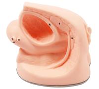 YXZYFPP Genital Anatomy Model, Catheter Training Model, Urinary Catheterization Model with Anatomical Location Markers (Female)