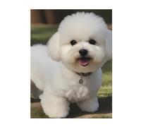 YYHWHJDE Bichon Frise Dog Prints Super Soft Blanket 60"x50" Throw Lightweight Warm Durable Suitable for Bed Sofa