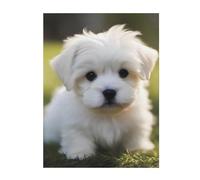 YYHWHJDE Cute Maltese Puppy Printing Super Soft Blanket 50"x40" Throw Lightweight Warm Durable Suitable for Bed Sofa