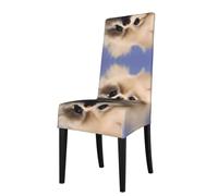 YYHWHJDE cute pomeranian Prints Dining Chair Throw Covers - Stretchable Slipcovers, Ideal for Renewing Furniture & Protecting from Kids & Pets!