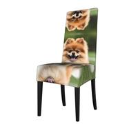 YYHWHJDE Protection cover for dining chair Happy short-haired pomeranian Pattern - Soft, Comfortable, Needed Stretchable for Most Armless Chair