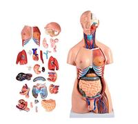 YYSDH 85CM Two-sex torso model (23/40 parts separated), Human torso model Removable Human organs body anatomy model height 2020,40 Stück