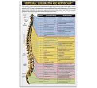 YZWRWRMKTB Anatomy of the Spine Canvas Print, Colorful Nerve System Diagram, Physical Therapy or Classroom Inspiration Art (Unframed,08x12inch(20x30cm))