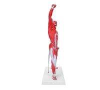 ZAICOLER 50cm Muscular System Model Clear PVC Human Muscles Structure Educational Display for Art Teaching and Study