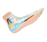 ZAICOLER Foot Model, Human Foot Model Adults Lifesize Teaching Research Human Skeletal Muscle Muscle Display Explain Accessories (flatfoot)