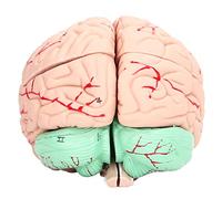 ZAICOLER Human Brain Anatomy Model Study Tool for Kids, Detachable Brain Mold for School Home Scientific Investigation, Durable PVC Material