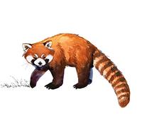 Zaiphany Red Panda Wall Decal Peel and Stick for Kids Bedroom Decor, Red Panda Wall Stickers, Red Panda Wall Art Poster, Red Panda Gifts for Kids Girls Boys