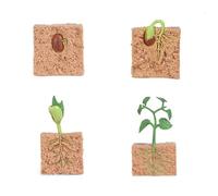 zalati Seed Growth Cycle Biological Model Figure Toys for Kids Educational Toys Teaching Tools - Seed