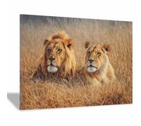 ZAMAEIU Animal Pictures For Wall, Lions on the Grassland, art prints and posters, Suitable for Living Room Bedroom Decor Kid's Room Wall Decoration(brown)-20x30cm Framed
