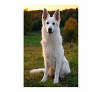 ZAMAEIU Dog Pictures For Wall Whites German Shepherd art prints and posters, Suitable for Living Room Bedroom Decor Kid's Room Wall Decoration(white)-30x50cm Unframed