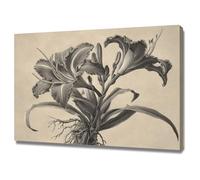 ZAMAEIU Floral Botanical Prints Wildflower Plant Canvas Wall Decor Line drawing lilyss for Living Room Bedroom Home Decor(black)-20x30cm Framed