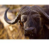 Zambia: In the Heart of the Savannah