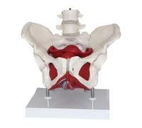 Zambuph Female Pelvis Model Promoting Clear Doctor Patient Communication And Enhancing Educational Demonstrations Life Size Human Female Pelvis Model Educational