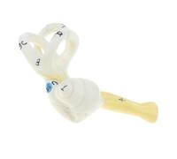 Zambuph Human Ear Model Magnification 5X Ear Anatomy Model Addition to Lab Supplies Tion Purposes and Collectibles Semicircular Canal Anatomical