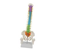 Zambuph Human Spine Model Vertebral Column Model Comprehensive Resource For Teaching Anatomy In Educational Settings With Real Detail Life Size Spine With Display Stand Skeleton