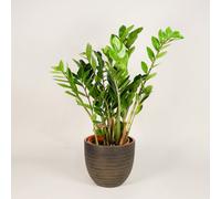 Zamilocus Zamiifolia - Zanzibar Gem Indoor Plant