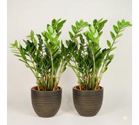 Zamilocus Zamiifolia - Zanzibar Gem Indoor Plant Pack Of 2