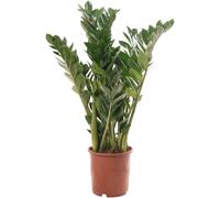 Zamioculcas Large Indoor House Plant Real ZZ Evergreen Exotic Tall Home Plants