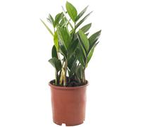 Zamioculcas Large Indoor House Plant Real ZZ Evergreen Exotic Tall Home Plants