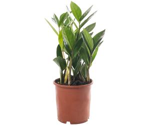 Zamioculcas Large Indoor House Plant Real ZZ Evergreen Exotic Tall Home Plants