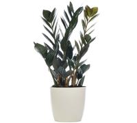 Zamioculcas Raven (14cm)