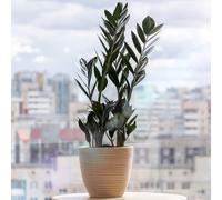 Zamioculcas Raven (14cm) V2