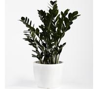 Zamioculcas Raven (14cm) V3