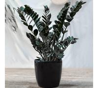 Zamioculcas Raven (14cm) V4