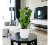 Zamioculcas Zanzibar Gem in 12cm Pot - Ultra Tough Air Purifying Houseplant - Ceramic Ewi Dot White