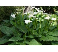 Zantedeschia Aethiopica Hercules Half Hardy Plug Plant