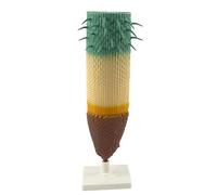 Zanthicia Biology Teaching Equipment Enriching Educational Models Promoting Collaborative Learning Environments Root Profile Models Cognize Root Structure Props