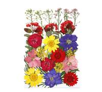 Zanthicia Dry Plants Stickers Tools Makeup Art Real Flower Decal Handicraft Colorful Pressed Specimen Label for Supplies, Type5