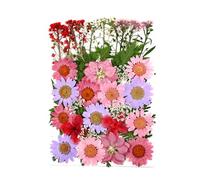 Zanthicia Dry Plants Stickers Tools Makeup Art Real Flower Decal Handicraft Colorful Pressed Specimen Label for Supplies, Type3