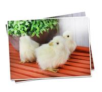 Zanthicia Real Life Standing Hen Chick Simulation Lifelike Farmyard Hen Model Home Décor Lightweight Faux Fluffs Vivid Art Real Life Standing Chick Simulation