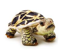 Zappi Co - Children's Realistic Soft Cuddly Plush Toy Animal - Perfect Playtime Companions for Children with Lifelike Detail featured Tiktok (26cm Length) (Indian Star Tortoise)
