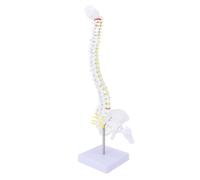 ZASCHMOY Life Size Flexible Spine Model Human Spinal Cord Model with Stand for Science Study Education PVC Material 40cm Length