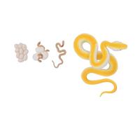 ZASCHMOY Snake Life Cycle Figurines Toy Set - Educational Biological Growth Cycle Model - Premium PVC Snake Model for Interactive Learning and Decoration