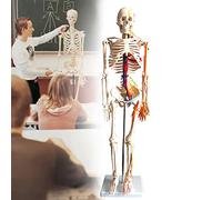 ZDM 85cm Full Size Human Skeleton Anatomical Model with Skull and Spine for Medical Students, Detachable Medical Learning Tool, Human Body Educational Assembly Model Toy