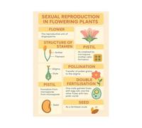 ZDVHOMCB Double Fertilization in Angiosperms Poster, Plant Biology Educational Chart, Comprehensive Diagram for University & Advanced Courses Unframed,16x24inch(40x60cm)