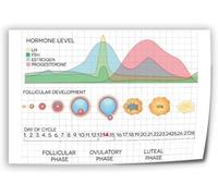 ZDVHOMCB Feminist Art Print Menstrual Cycle Knowledge Chart Canvas for Study Room Decor Gender Studies Educational Poster Framed,16x24inch(40x60cm)