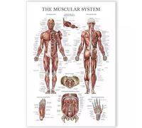 ZDVHOMCB Human Muscles Anatomy Chart Poster Complete Muscular System Guide for Students Nurses Fitness Instructors Study Reference Wall-Art Decor Framed,12x18inch(30x45cm)