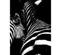 Zebra Black And White Photo Art Print Canvas Premium Wall Decor Poster