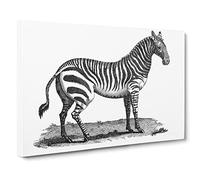 Zebra In Black & White By George Shaw Vintage Canvas Wall Art Print Ready to Hang, Framed Picture for Living Room Bedroom Home Office Décor, 30x20 Inch (76x50 cm)
