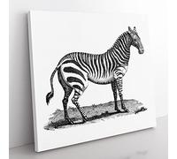 Zebra in Black & White by George Shaw Vintage Canvas Wall Art Print Ready to Hang, Framed Picture for Living Room Bedroom Home Office Décor, 50x50 cm (20x20 Inch)