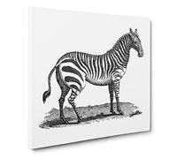 Zebra in Black & White by George Shaw Vintage Canvas Wall Art Print Ready to Hang, Framed Picture for Living Room Bedroom Home Office Décor, 14x14 Inch (35x35 cm)