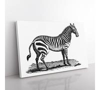 Zebra In Black & White By George Shaw Vintage Canvas Wall Art Print Ready to Hang, Framed Picture for Living Room Bedroom Home Office Décor, 76x50 cm (30x20 Inch)